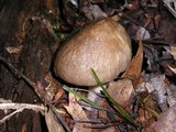 Megacollybia rodmani image