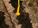 Spathularia flavida image