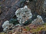 Kretzschmaria deusta image