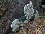 Kretzschmaria deusta image
