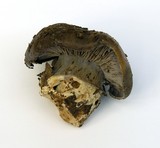 Cortinarius glaucopus image