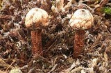 Tulostoma verrucosum image