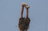 Tulostoma verrucosum image