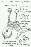 Tulostoma verrucosum image