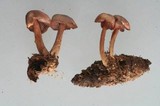 Mycena rutilantiformis image