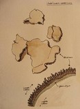 Umbilicaria americana image