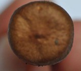 Lactarius quietus image