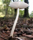 Amanita sect. Vaginatae image