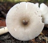 Amanita sect. Vaginatae image