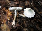 Leucoagaricus caerulescens image