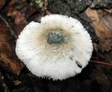 Leucoagaricus caerulescens image
