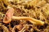 Humidicutis marginata image