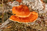 Pycnoporellus fulgens image