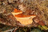 Pycnoporellus fulgens image