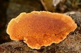 Pycnoporellus fulgens image