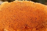 Pycnoporellus fulgens image