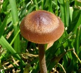 Panaeolus cinctulus image
