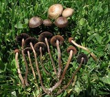 Panaeolus cinctulus image