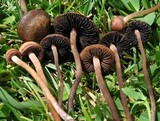 Panaeolus cinctulus image