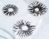 Panaeolus cinctulus image