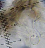 Panaeolus cinctulus image