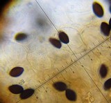 Panaeolus cinctulus image
