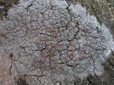 Lecanora chlarotera image
