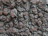 Vouauxiella lichenicola image