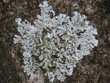 Physcia tribacioides image