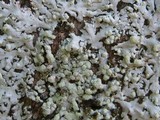 Physcia tribacioides image