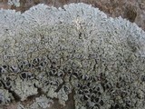 Physcia clementei image