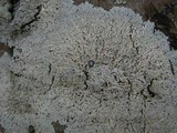 Physcia clementei image