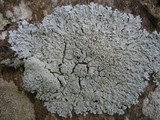 Physcia clementei image