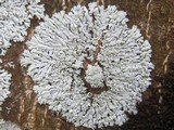 Physcia clementei image