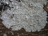 Physcia clementei image