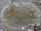 Caloplaca cerina image