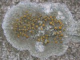 Caloplaca cerina image