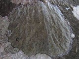 Caloplaca cerina image
