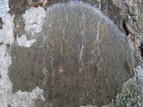 Caloplaca cerina image