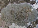 Caloplaca cerina image