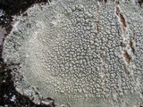 Pertusaria pertusa image