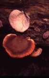 Lentinellus ursinus image