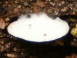 Pleurocybella porrigens image