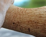 Tylopilus felleus image