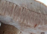 Tylopilus felleus image