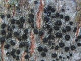 Buellia arborea image