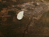 Pleurocybella porrigens image