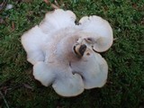 Polyporus leptocephalus image