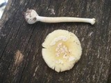 Amanita praecox image