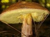 Leccinum subglabripes image